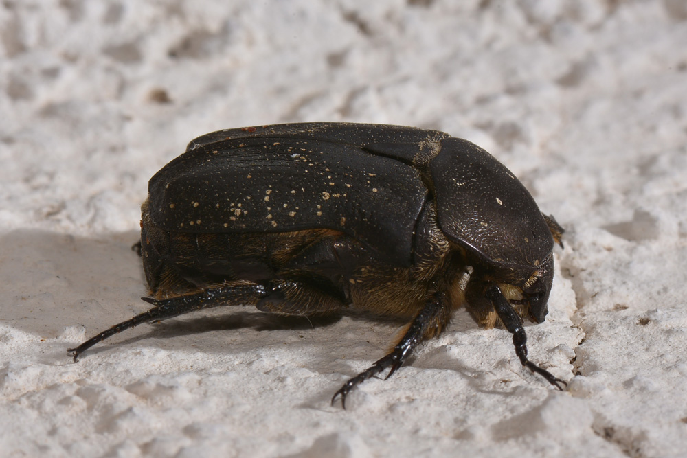 Da identificare:  Protaetia (Netocia) morio,   Cetoniidae